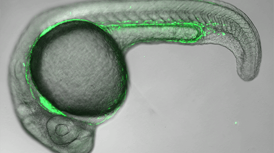 Microscopic view of a zebrafish embryo.
