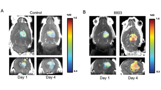 Magnetic resonance imaging and positron emission tomography merged images of mouse brains with gliomas at Day 1 and Day 4.