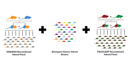 A schematic of recombinant inbred rat panels and divergent classic inbred rat strains.