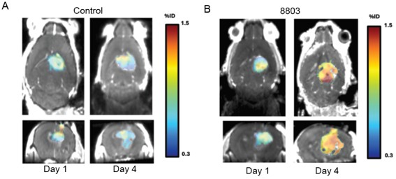 Magnetic resonance imaging and positron emission tomography merged images of mouse brains with gliomas at Day 1 and Day 4.