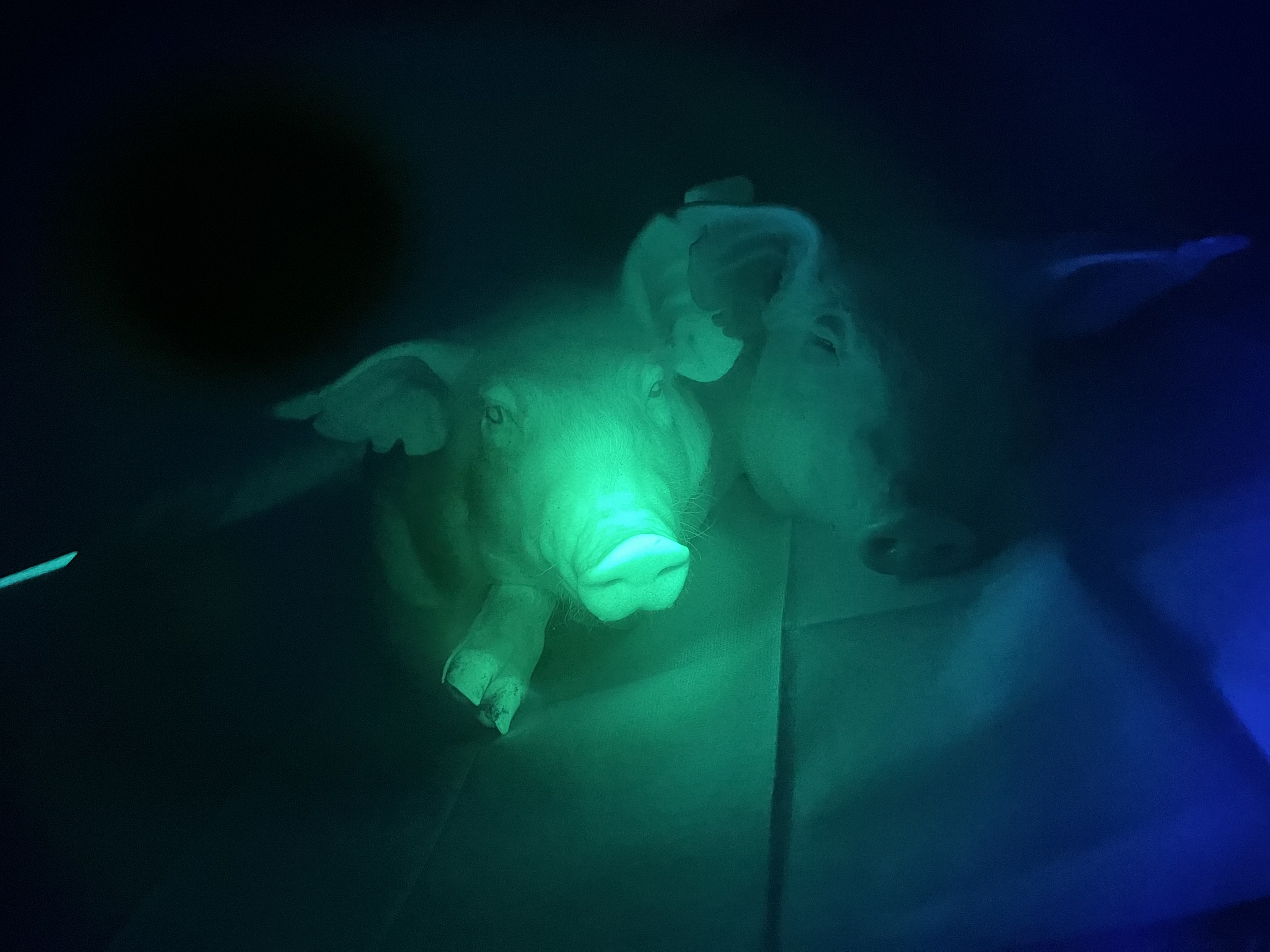 Two pigs being used for a experiment.