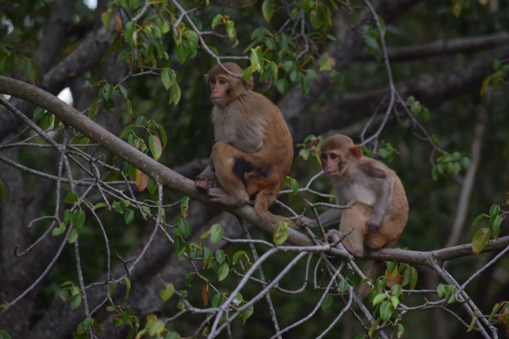 Two rhesus macaques sitting on a tree branch.